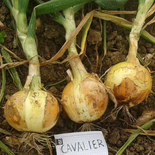 cebolla de bulbo CAVALIER